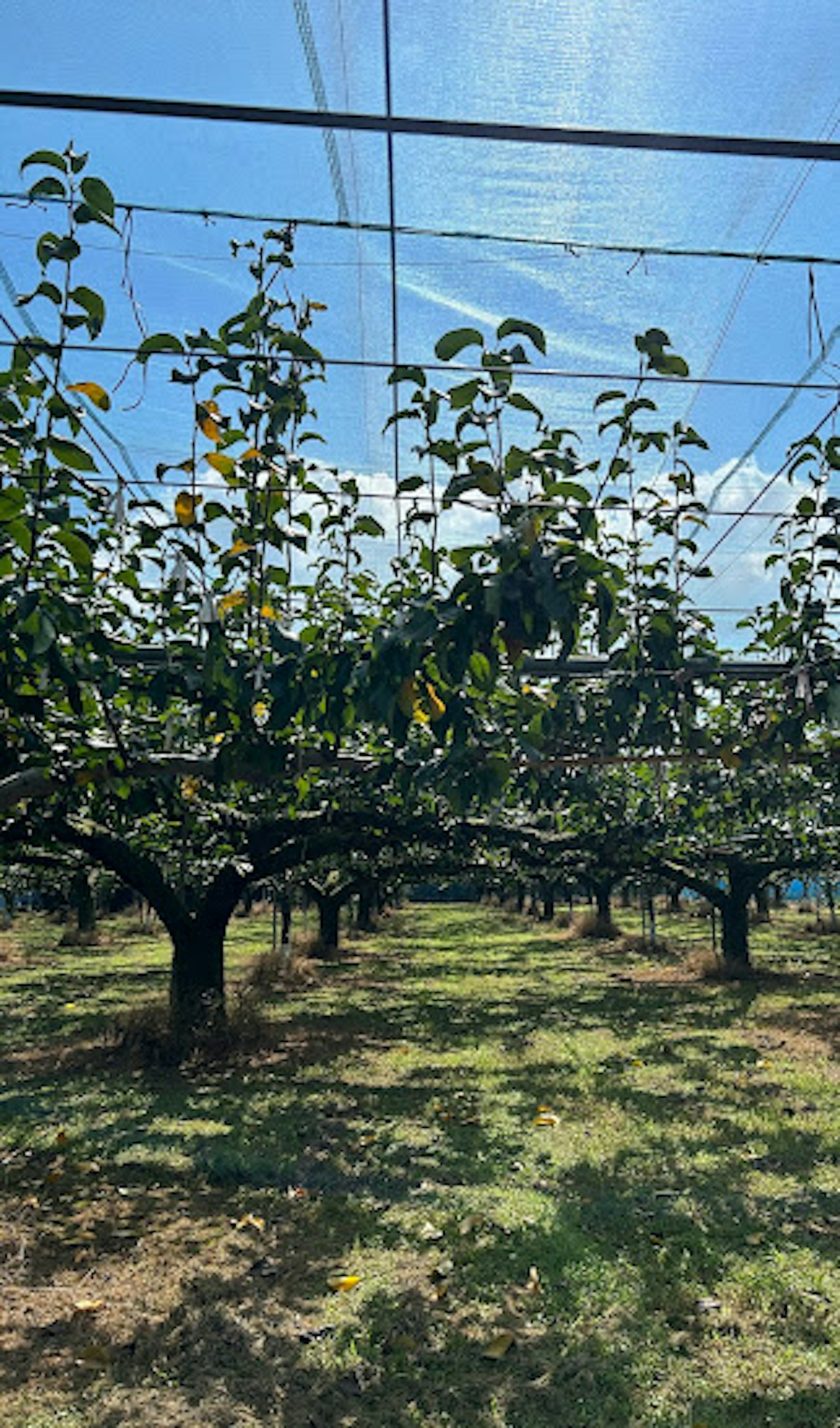 Obstbäume wachsen unter einem blauen Himmel mit Sonnenlicht