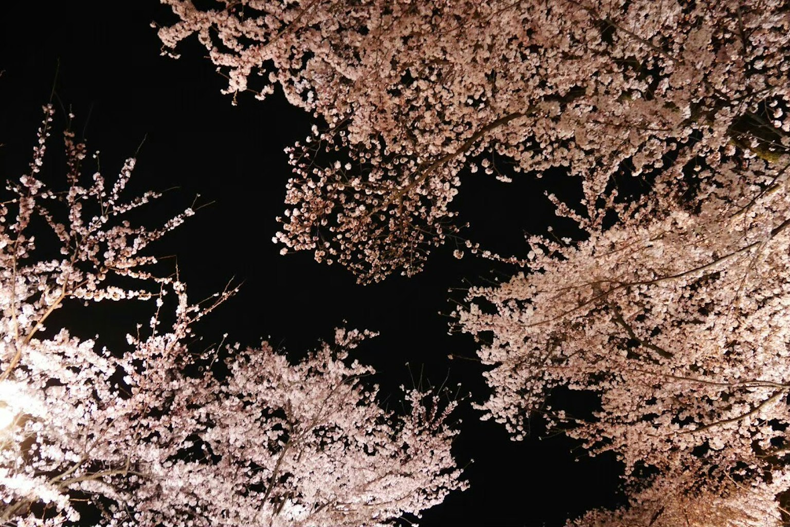 Beautiful view of cherry blossoms in full bloom against the night sky
