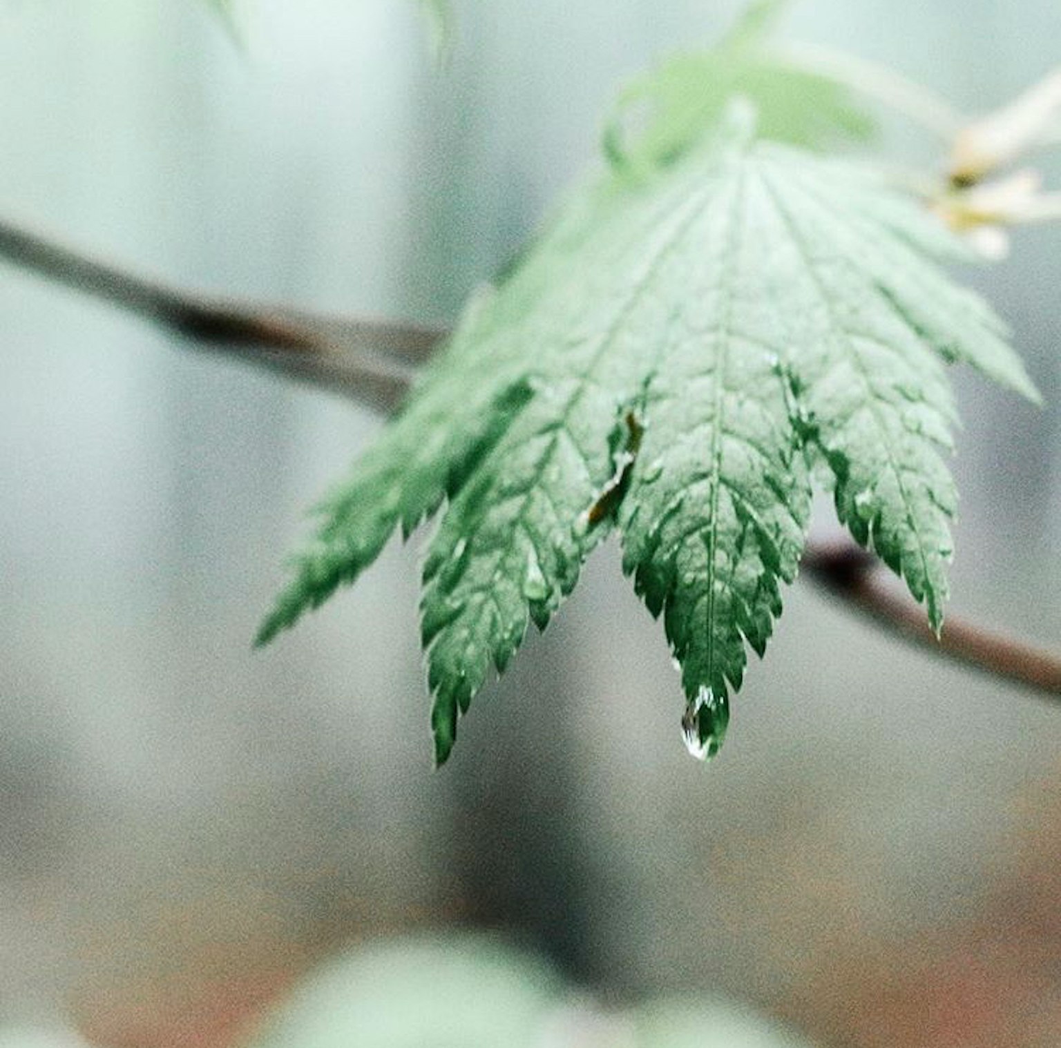 Green leaf with water droplet on it