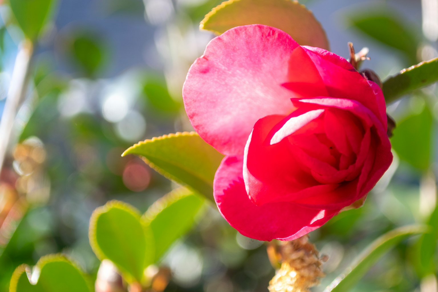 Primo piano di un fiore rosso vibrante con foglie verdi