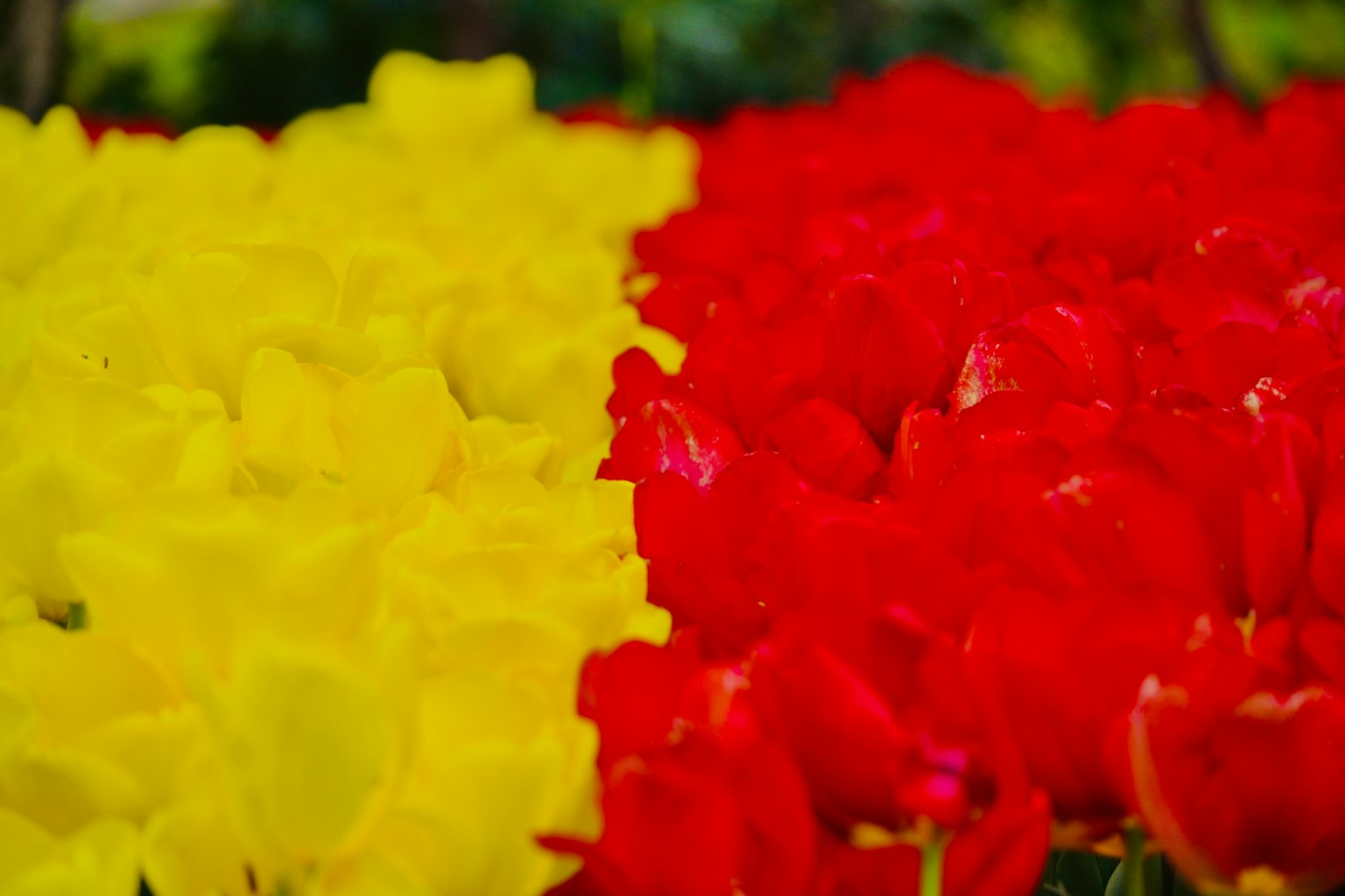ทุ่งทิวลิปสีเหลืองและสีแดง