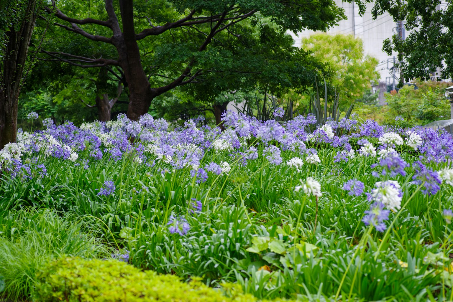 Parque frondoso con flores moradas y blancas en flor