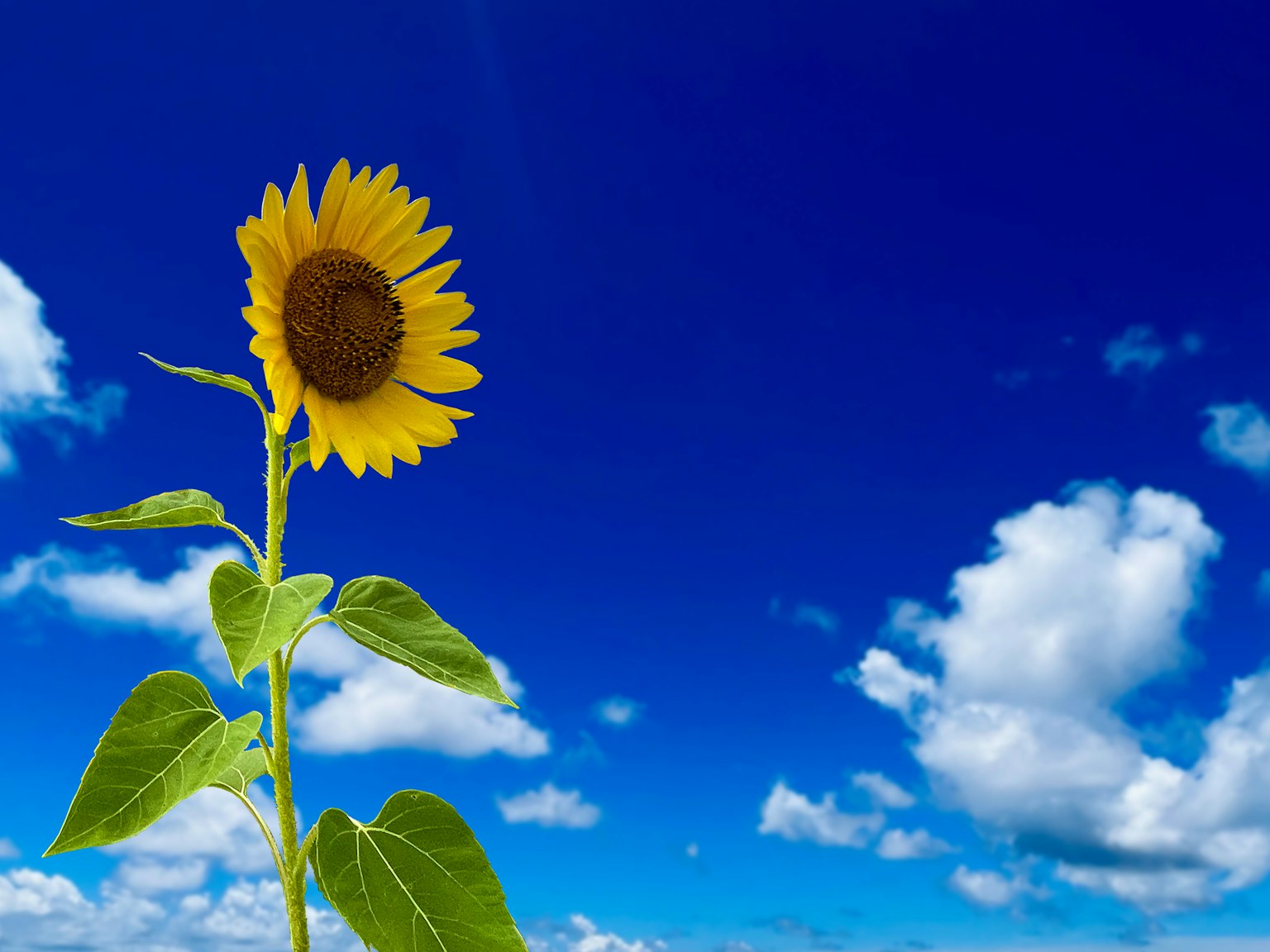 Un girasole solitario che fiorisce sotto un cielo azzurro