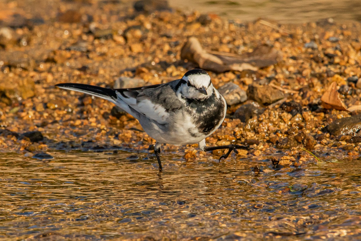 Ein schwarz-weißer Vogel, der am Wasserufer läuft