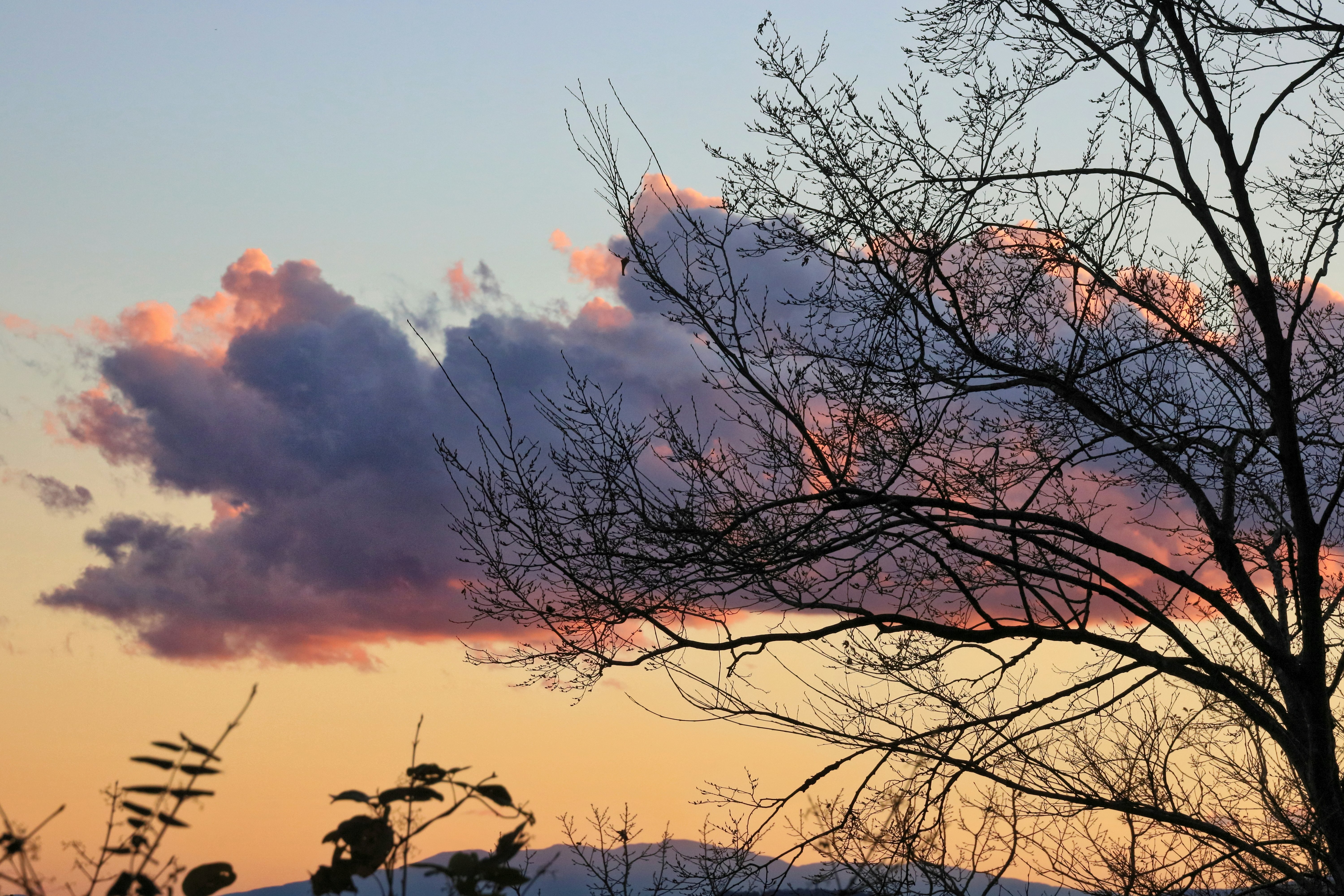 夕焼け空に枝を伸ばす冬の木々のシルエット