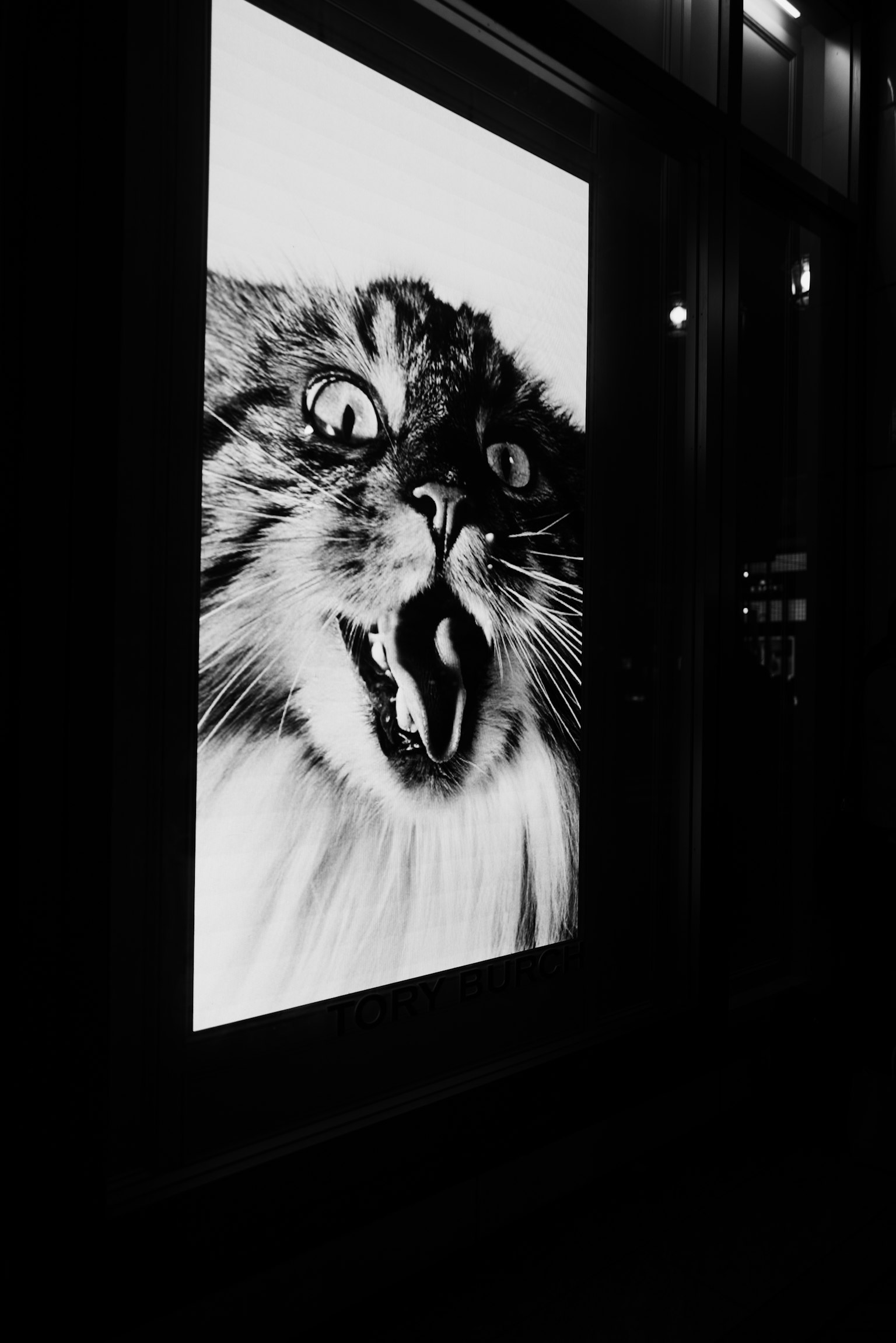 Image en noir et blanc du visage d'un chat avec une expression surprise