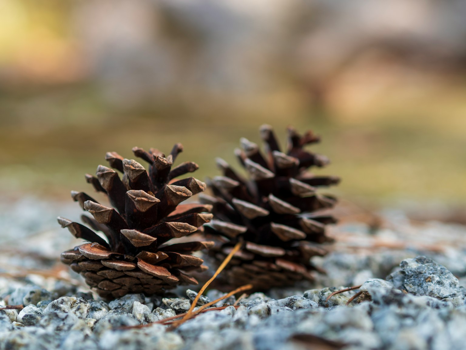 Dua kerucut pinus di atas kerikil