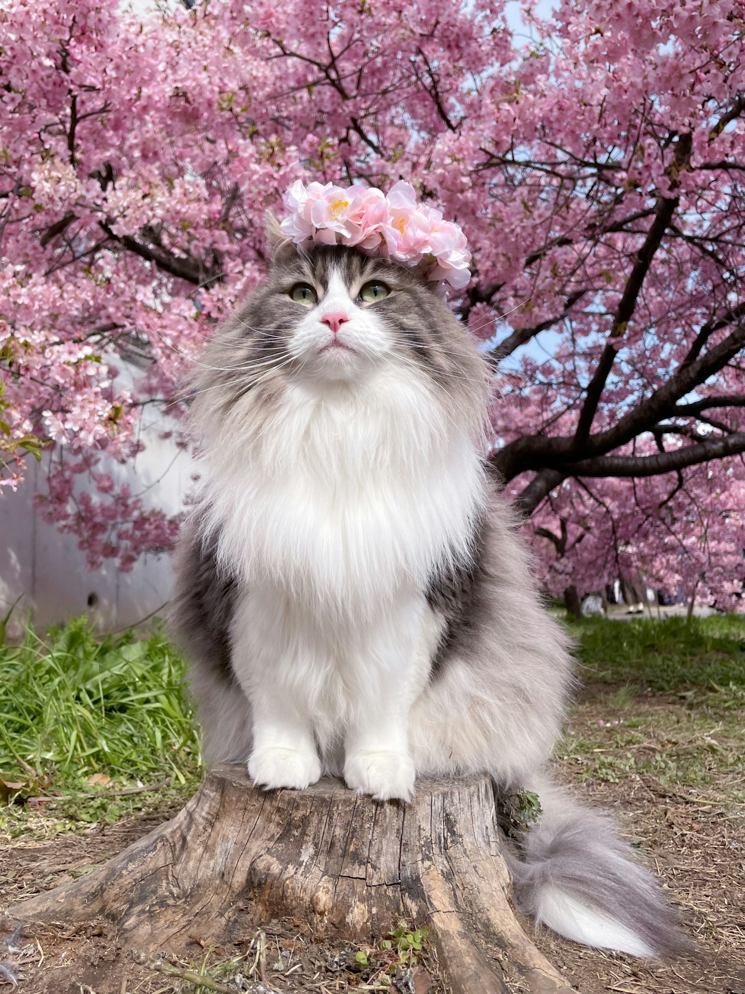 A cat wearing a cherry blossom crown sitting on a tree stump