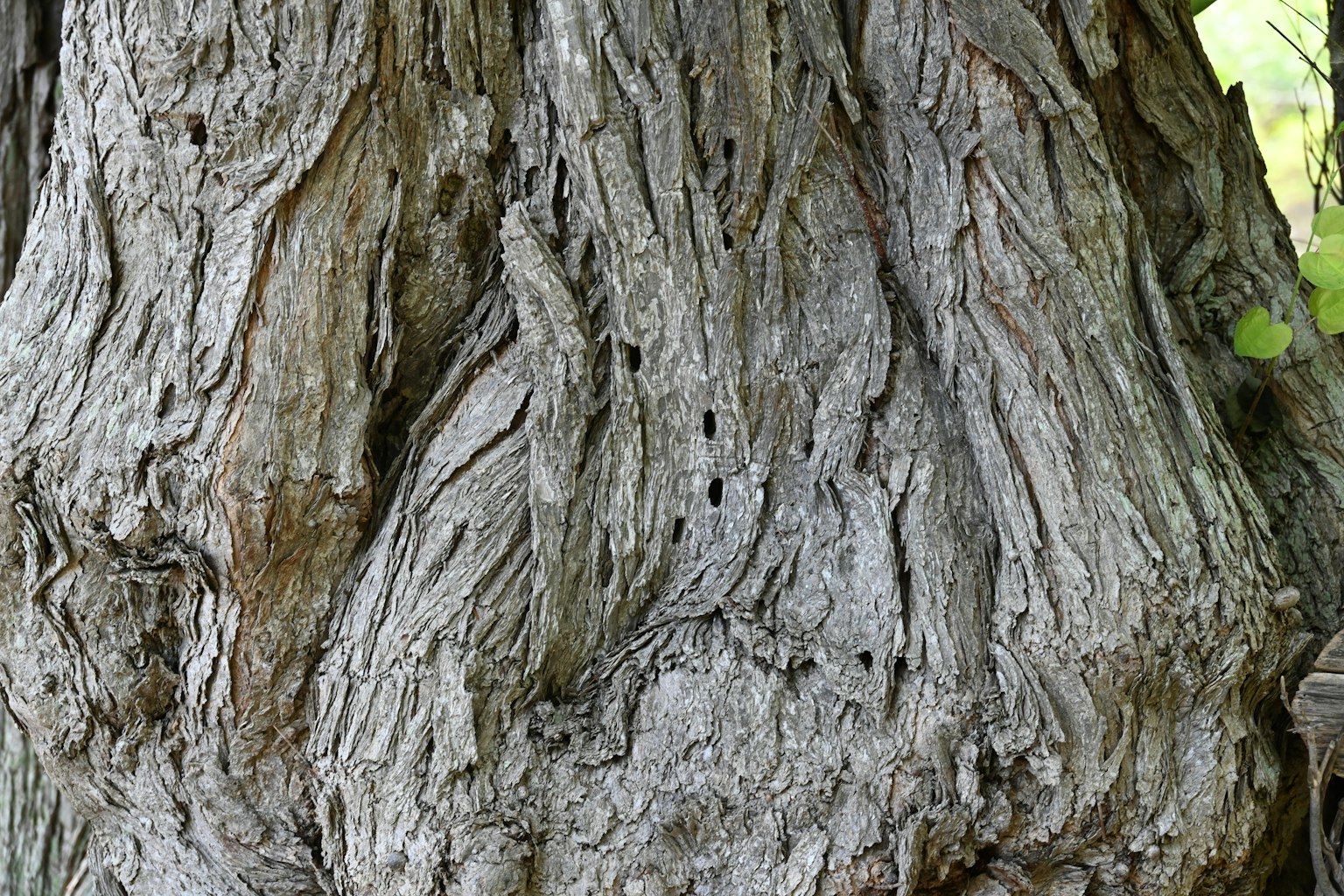 Detaillierte Textur und rissige Oberfläche eines Baumstamms