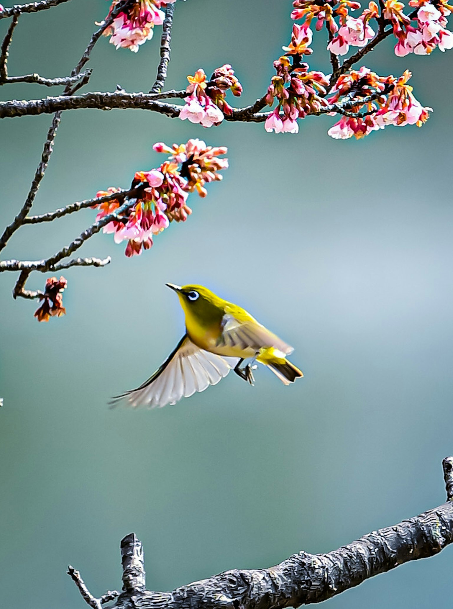 Seekor burung kecil berwarna hijau terbang dekat bunga sakura dalam pemandangan yang indah