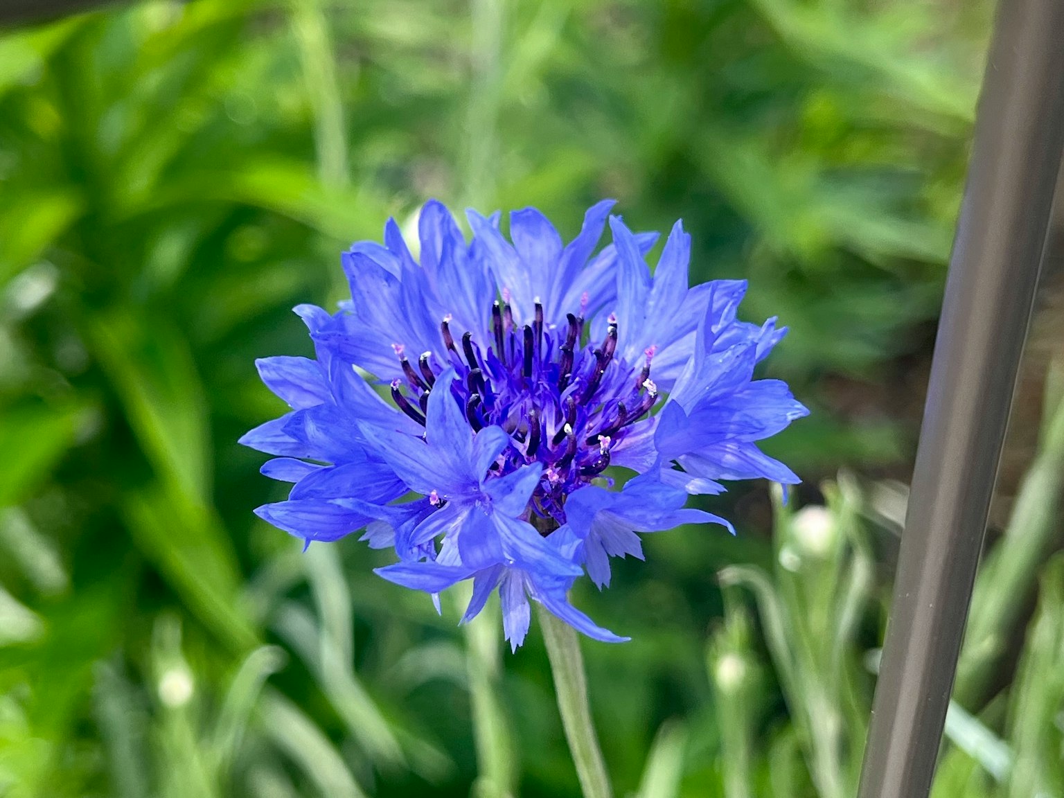 Fiore blu vibrante che sboccia su uno sfondo verde