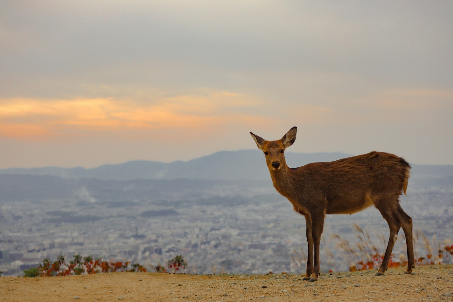 Deer standing against a sunset with a cityscape in the background
