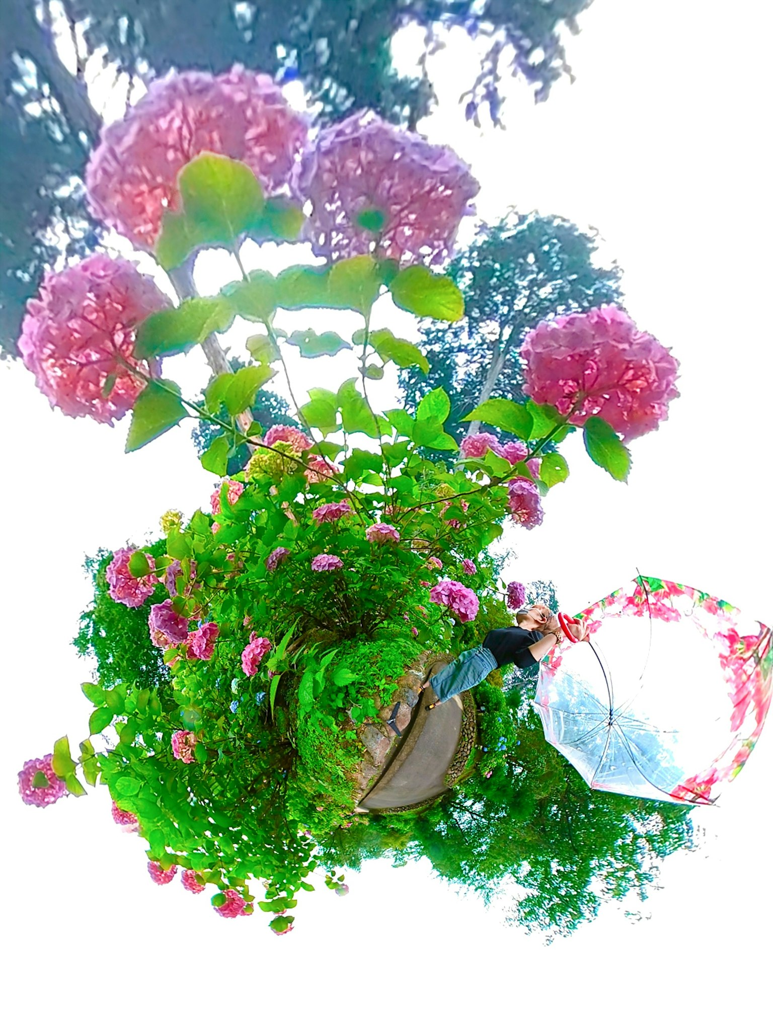 Fleurs roses vives dans une plante en pot verte entourée de nature