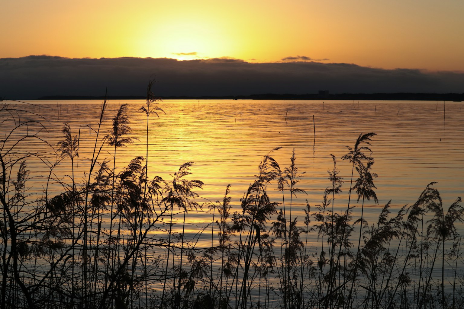 Scenic view of a sunset reflecting on water with tall grasses