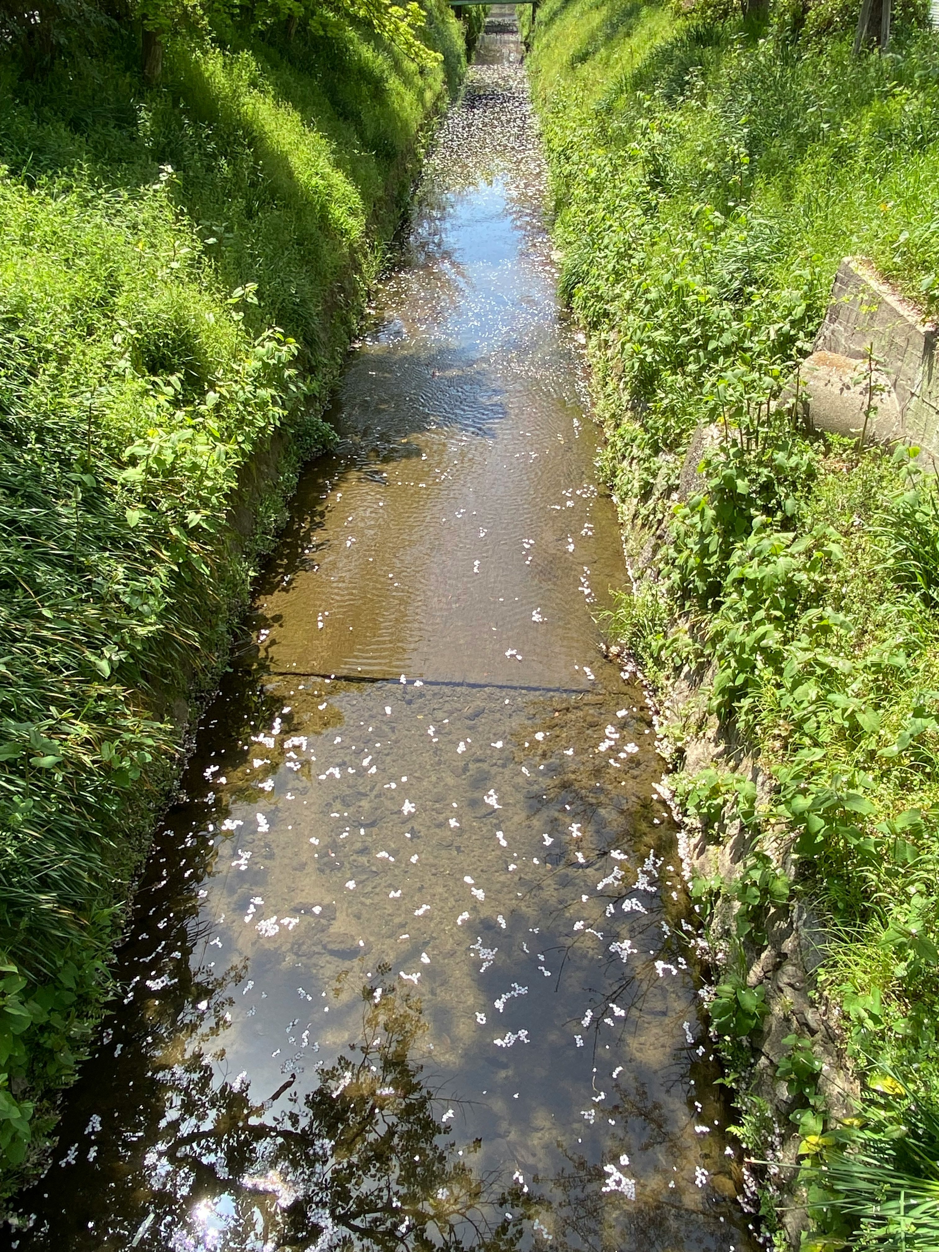 京都市左京区の疏水沿いを流れる水路の景観