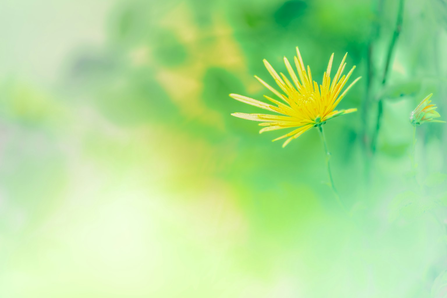 Un fiore giallo vivace che sboccia su uno sfondo verde tenue