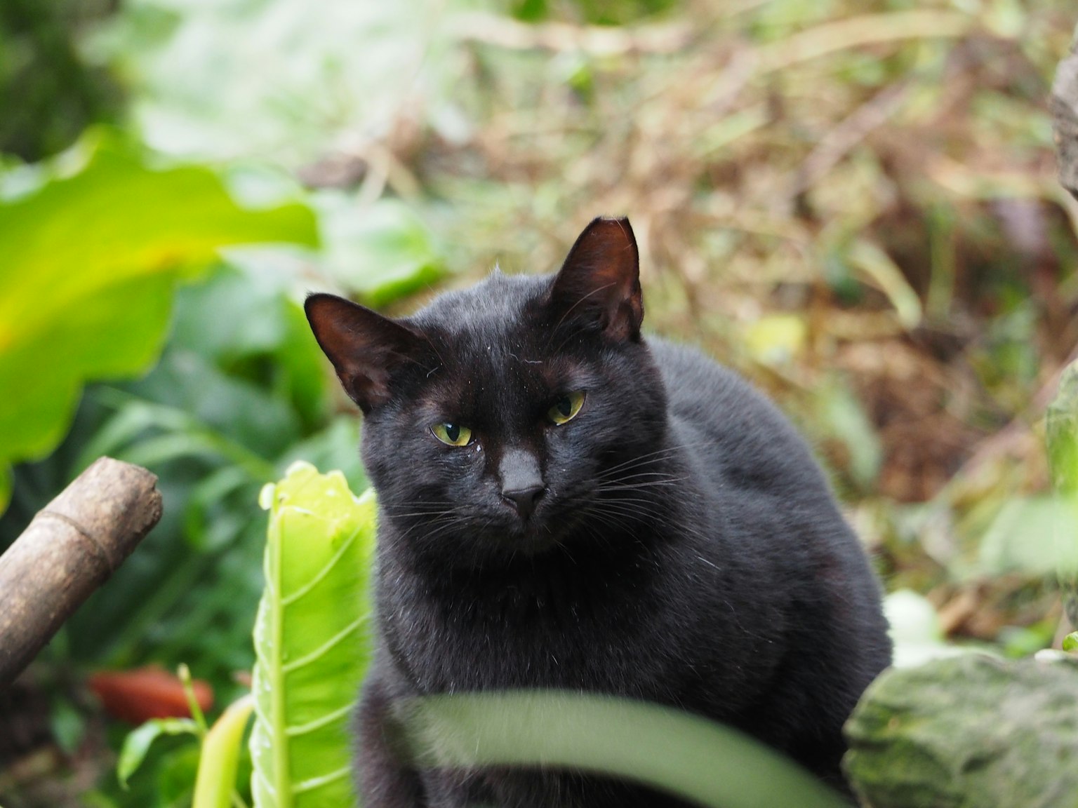 Un gatto nero seduto tra foglie verdi in un giardino