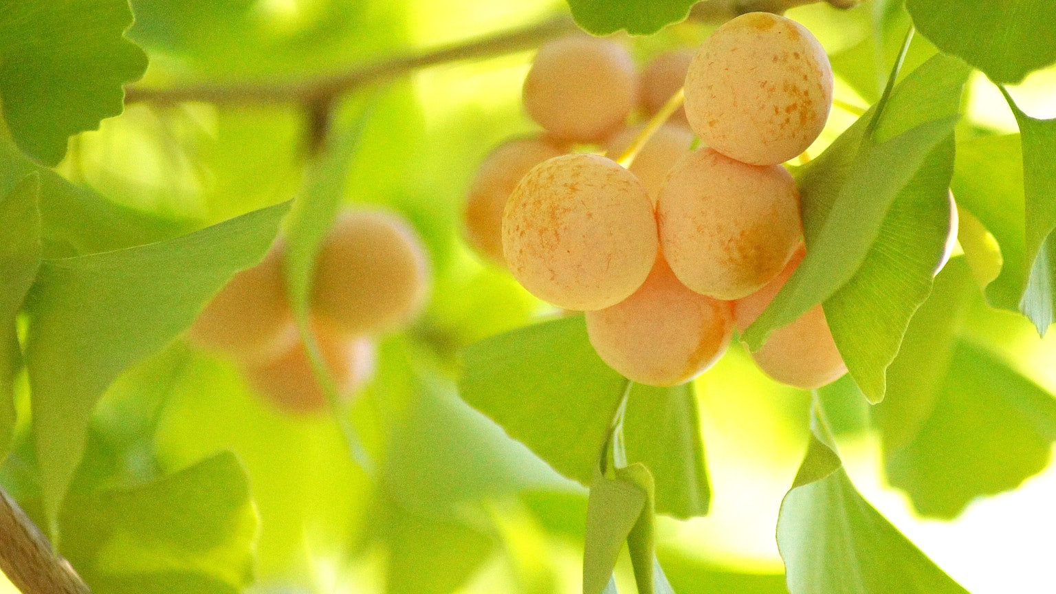 被绿色叶子包围的橙色水果特写