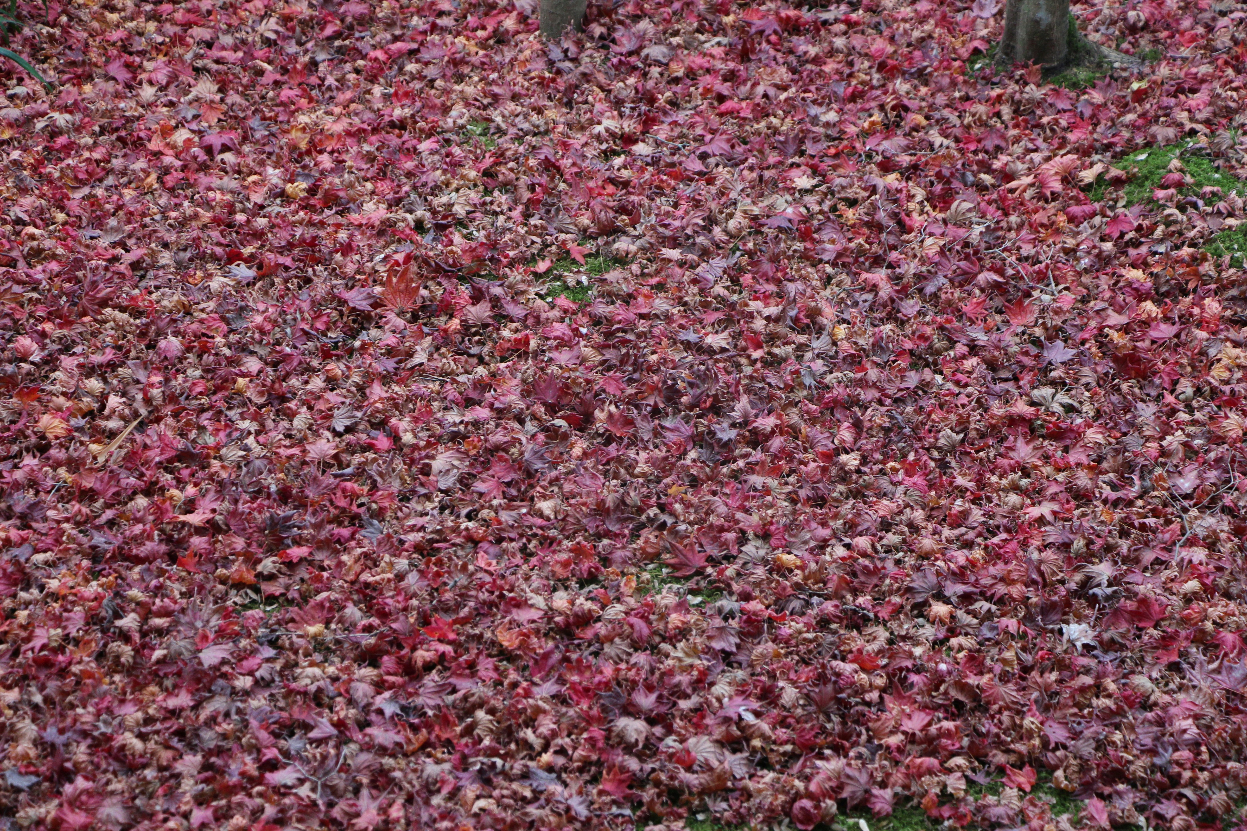 床一面に敷き詰められた紅葉の絨毯