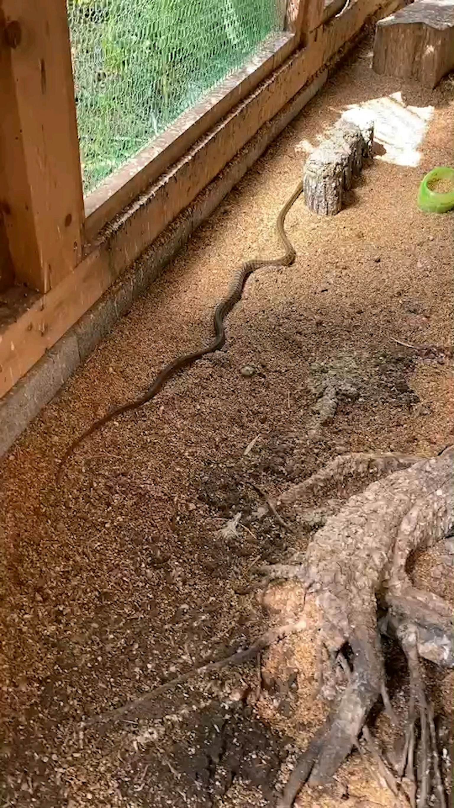 Un serpente sul pavimento di un recinto circondato da legno e sabbia