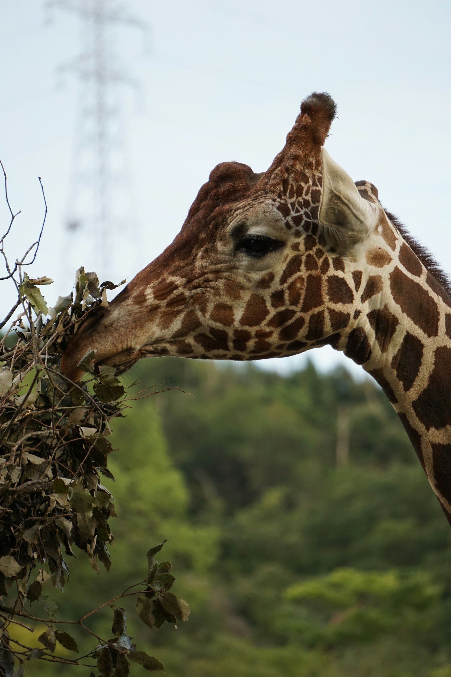 Gros plan d'une girafe en train de manger des feuilles
