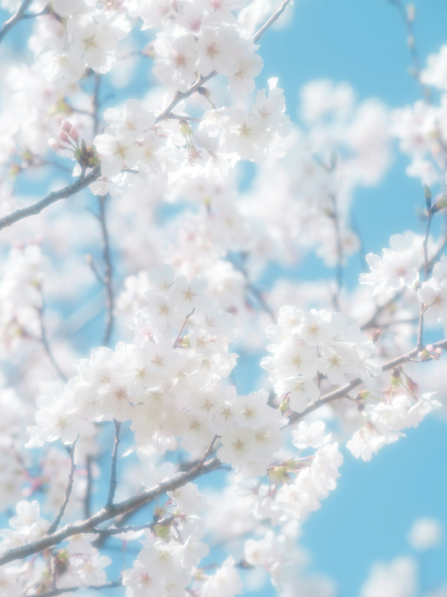 Kirschblüten blühen vor einem blauen Himmel