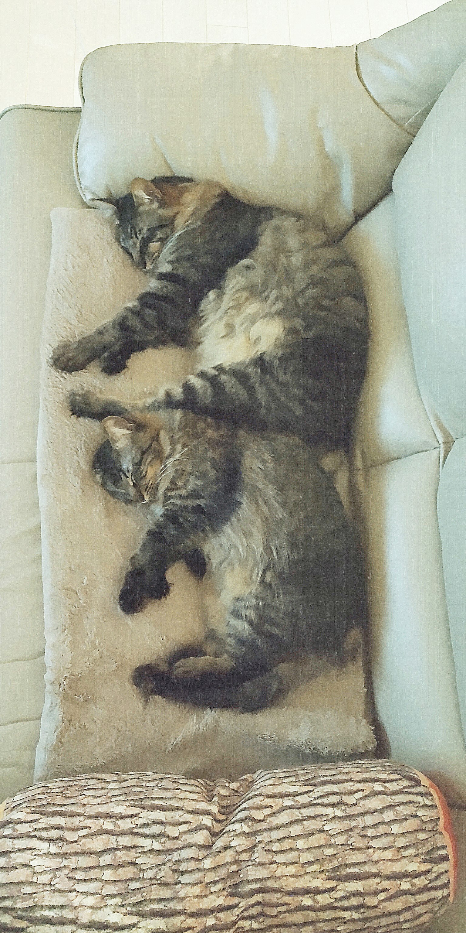 Dos gatos durmiendo en un sofá