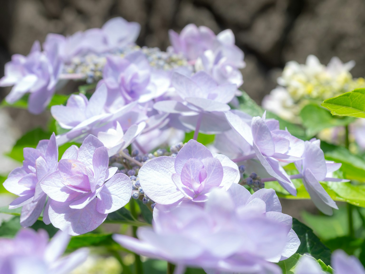 Bündel von helllila Hortensienblüten in voller Blüte