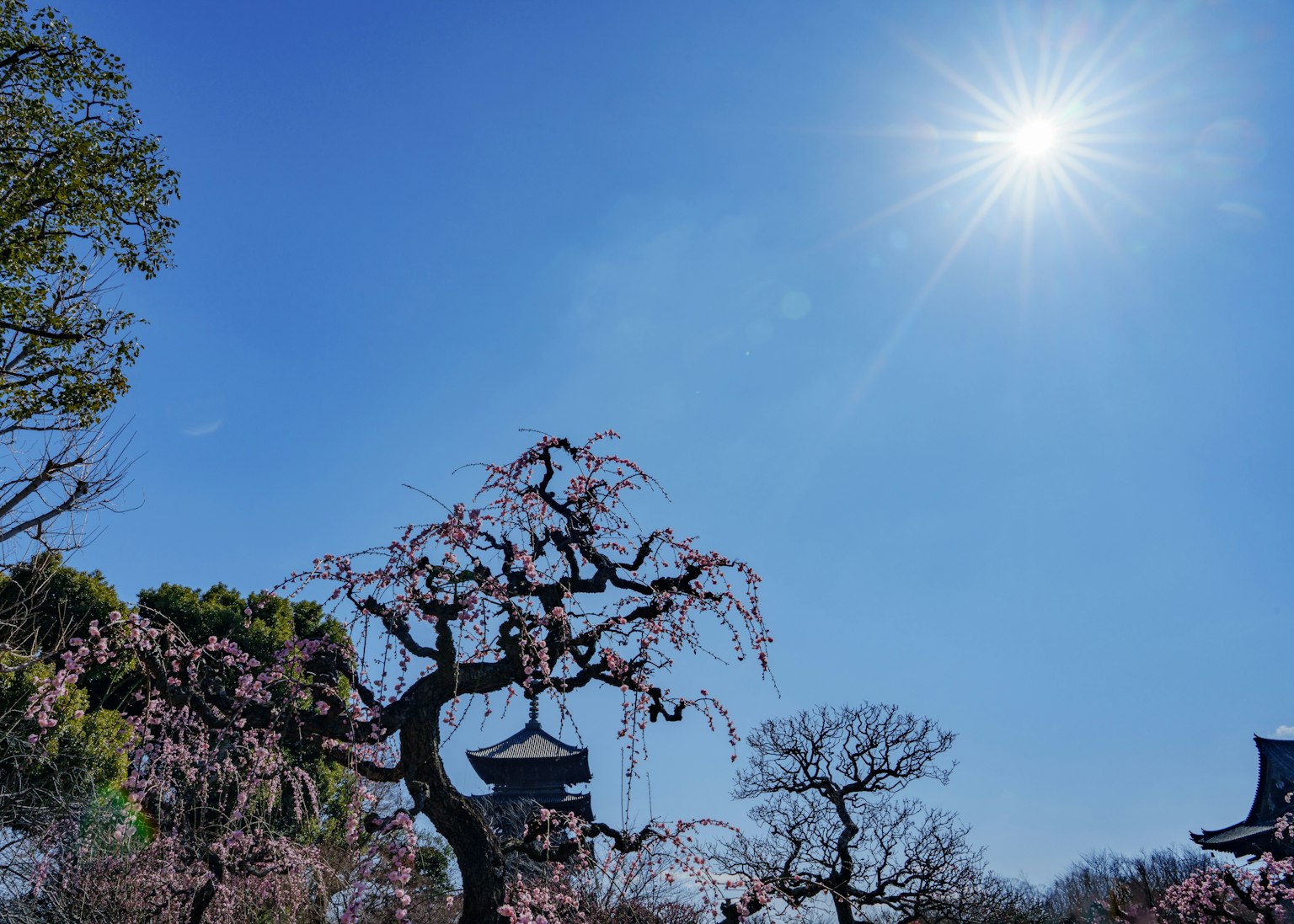 Cherry blossom tree under a clear blue sky with a bright sun