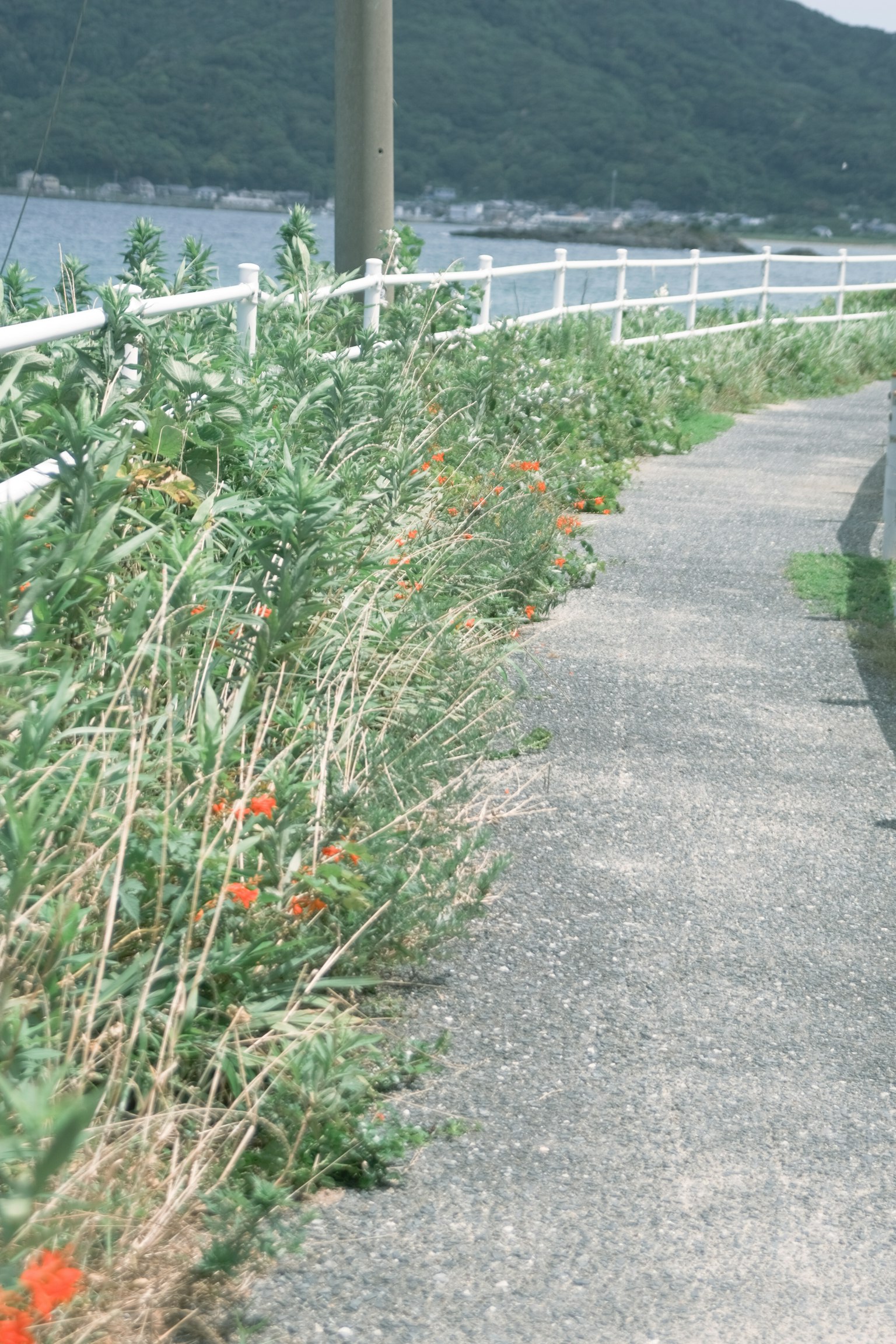 Malerscher Weg entlang der Küste mit grünen Pflanzen und Blumen