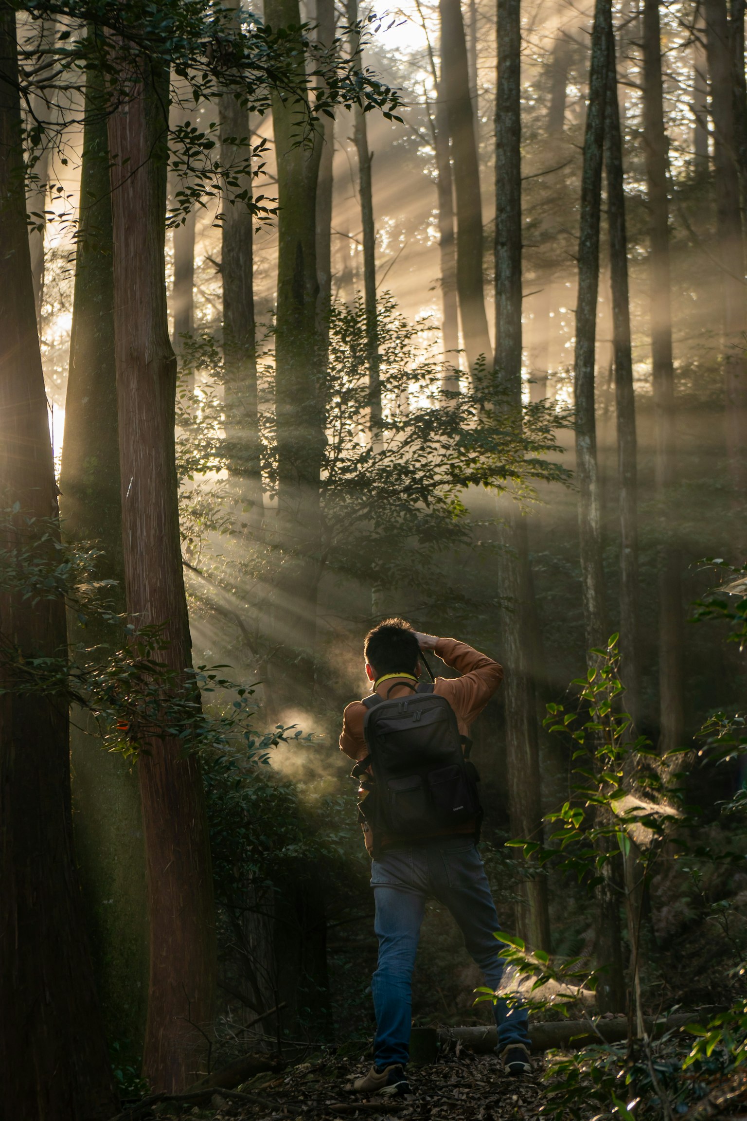 Persona sosteniendo una cámara en un bosque rayos de luz que atraviesan los árboles