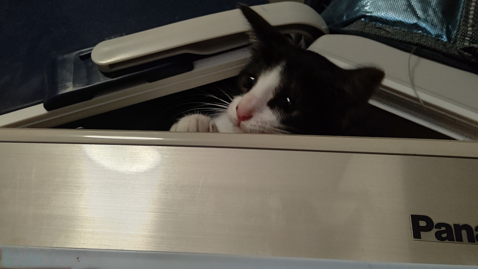 Kucing hitam dan putih yang mengintip dari mesin cuci