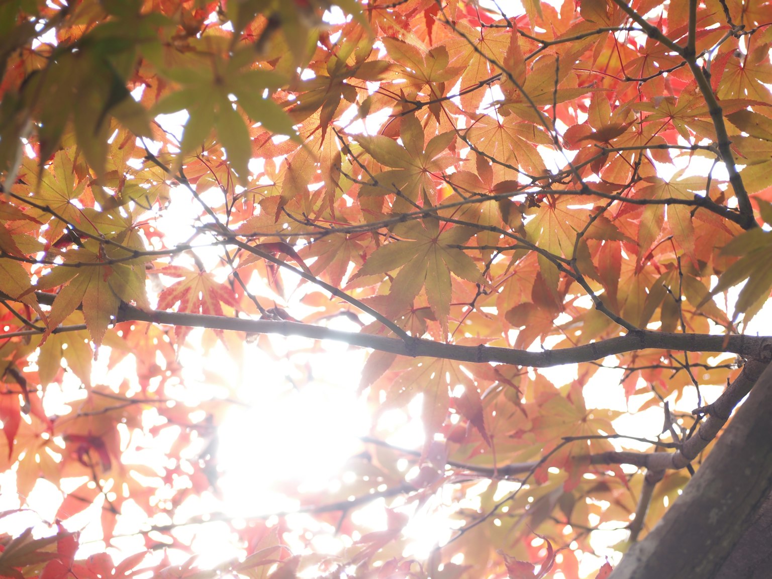 photo-tb1E8eOmx8GLl4gjmyiD-image