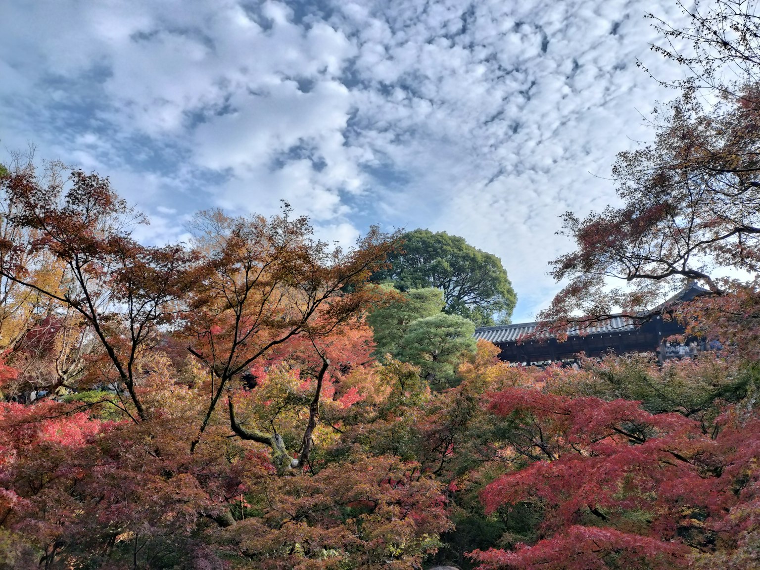 Feuillage d'automne vibrant avec des feuilles colorées sous un ciel bleu