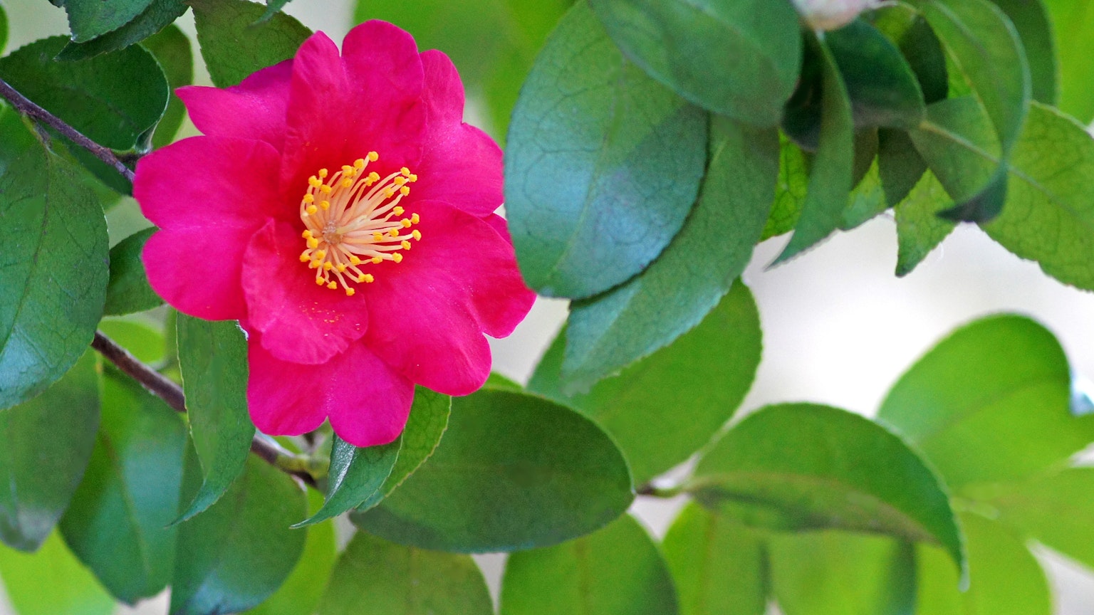 Gros plan d'une fleur de camélia rose vif avec des feuilles vertes