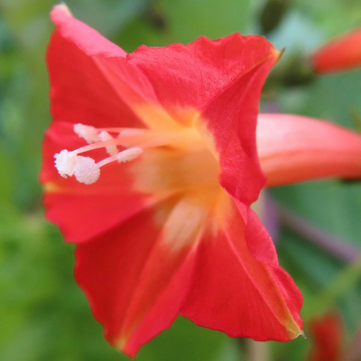 Close-up of a vibrant red flower with white stamens at the center