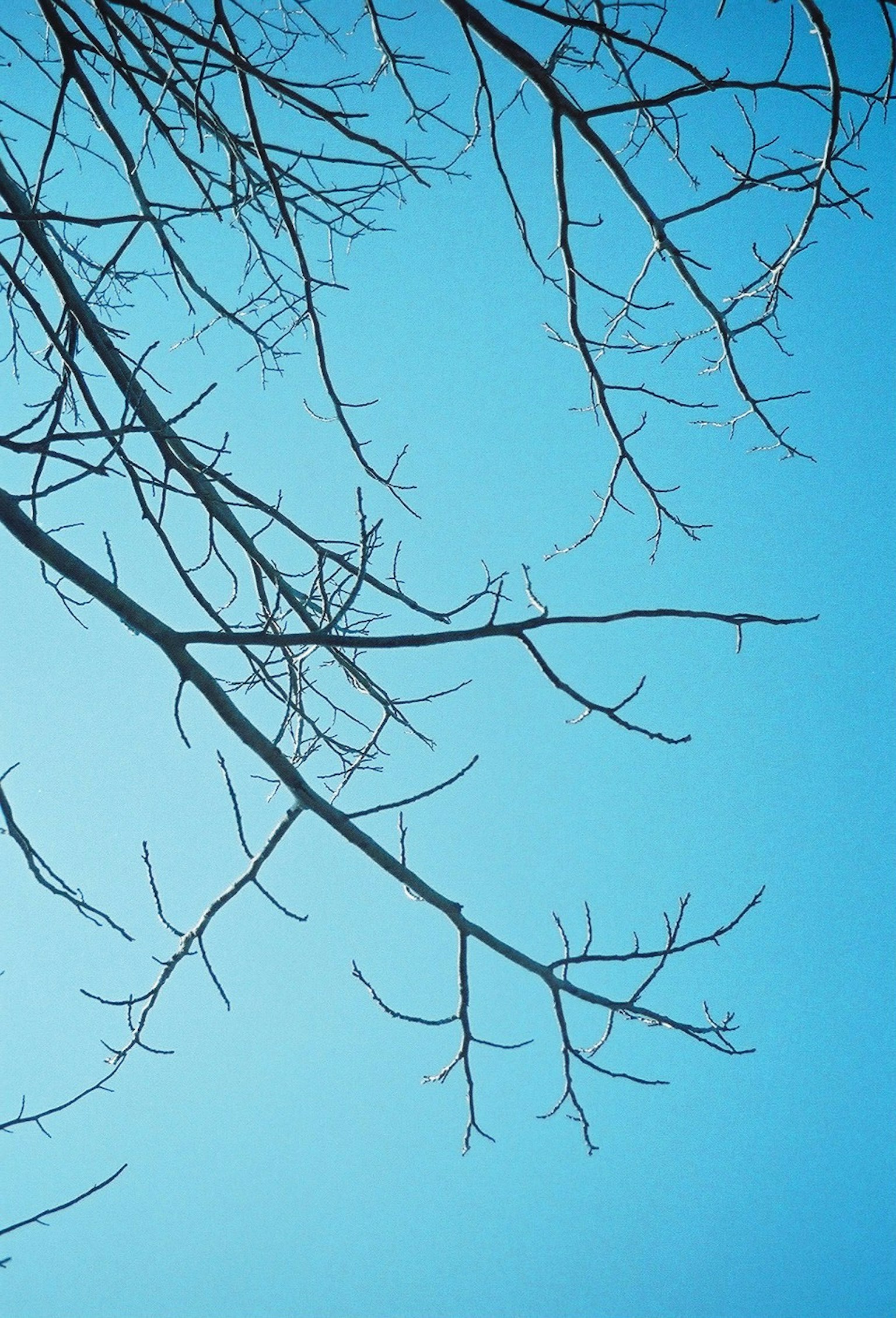 Silhouette von dünnen Ästen vor einem blauen Himmel