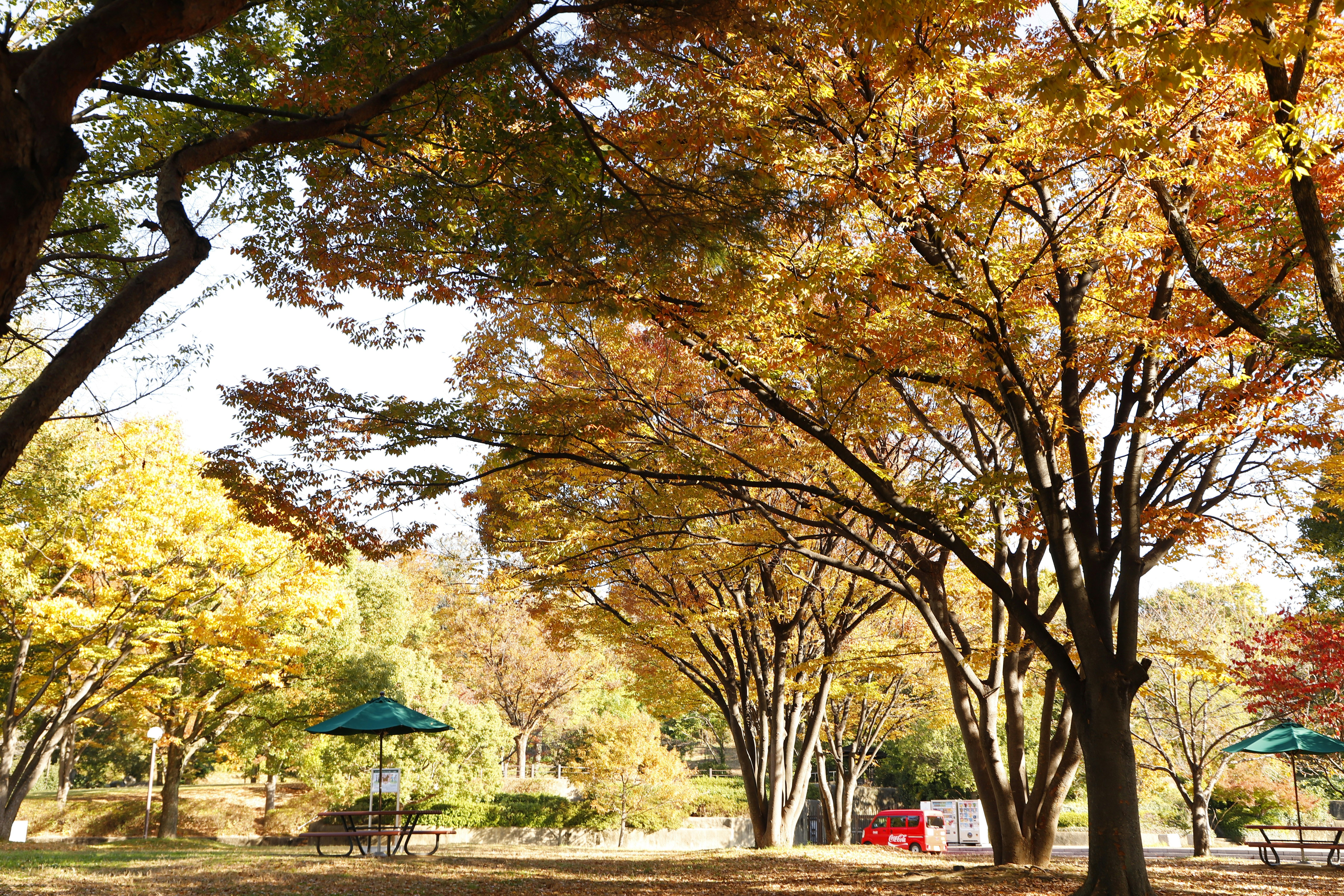 色づく木々が並ぶ公園の並木道
