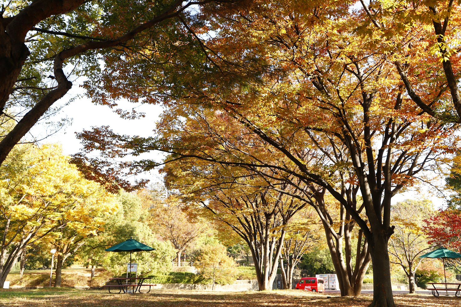 秋の色合いの木々が並ぶ公園の風景