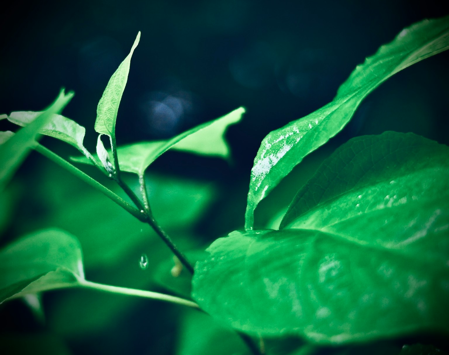 Close-up of dark green leaves with water droplets on a branch