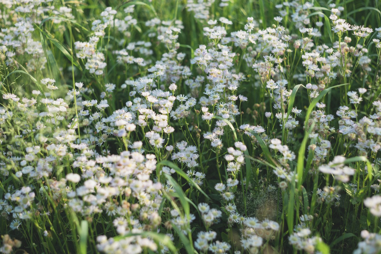 Un campo di piccoli fiori bianchi tra l'erba verde