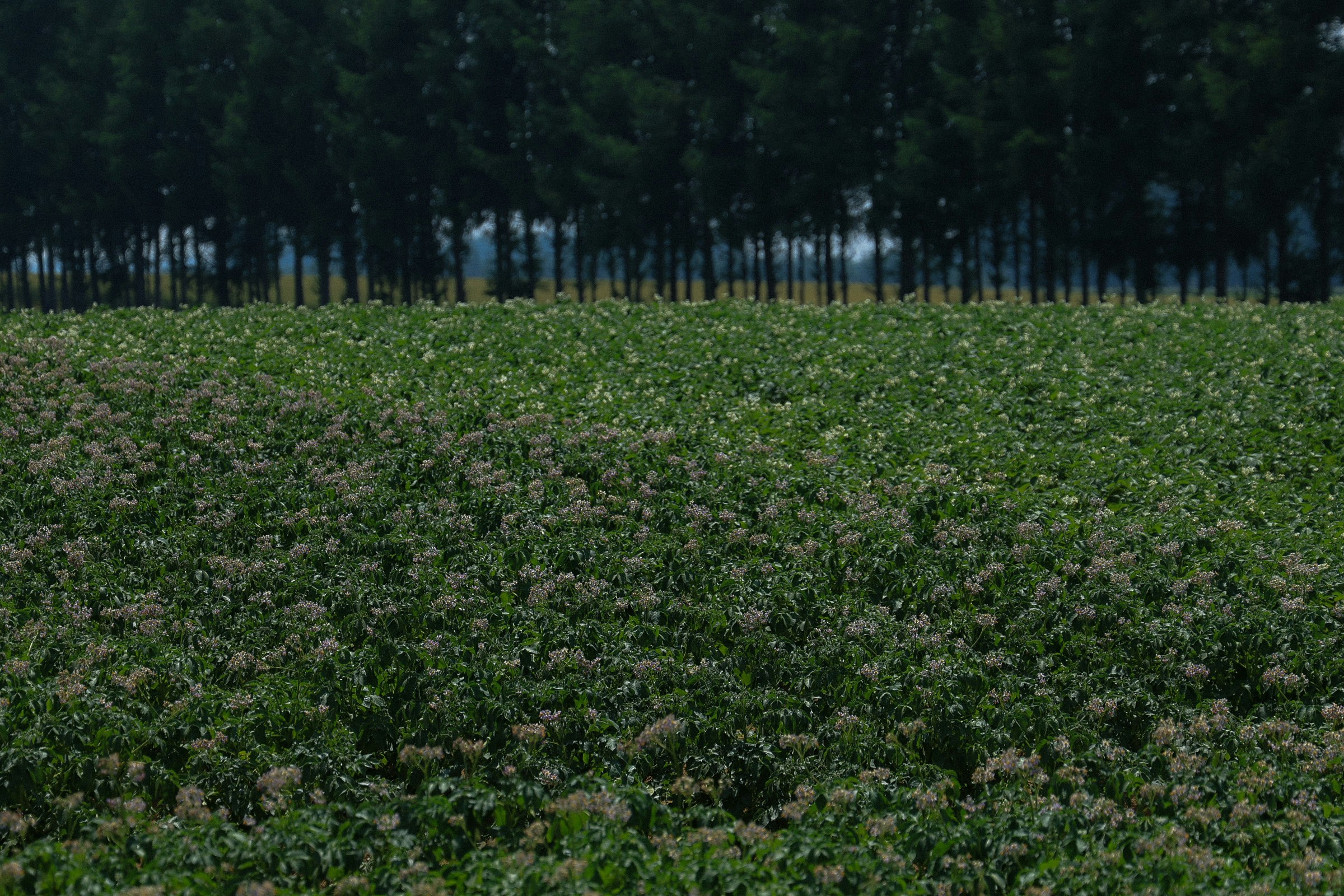Mit Kartoffelblüten bedecktes Feld