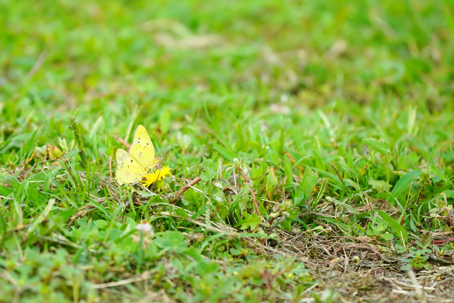 Un papillon jaune sur l'herbe verte