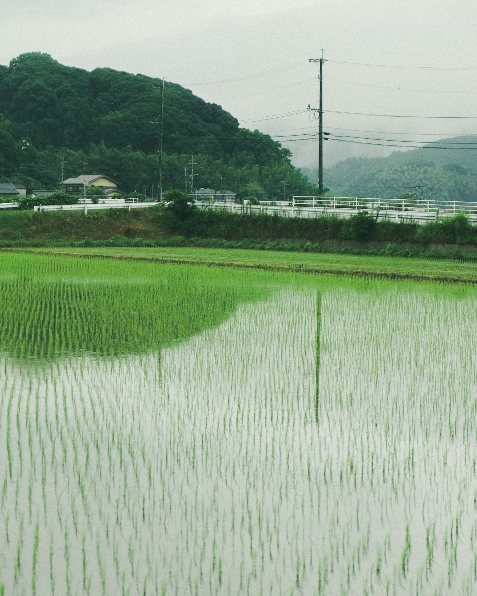Campos de arroz verdes exuberantes con colinas y líneas eléctricas al fondo
