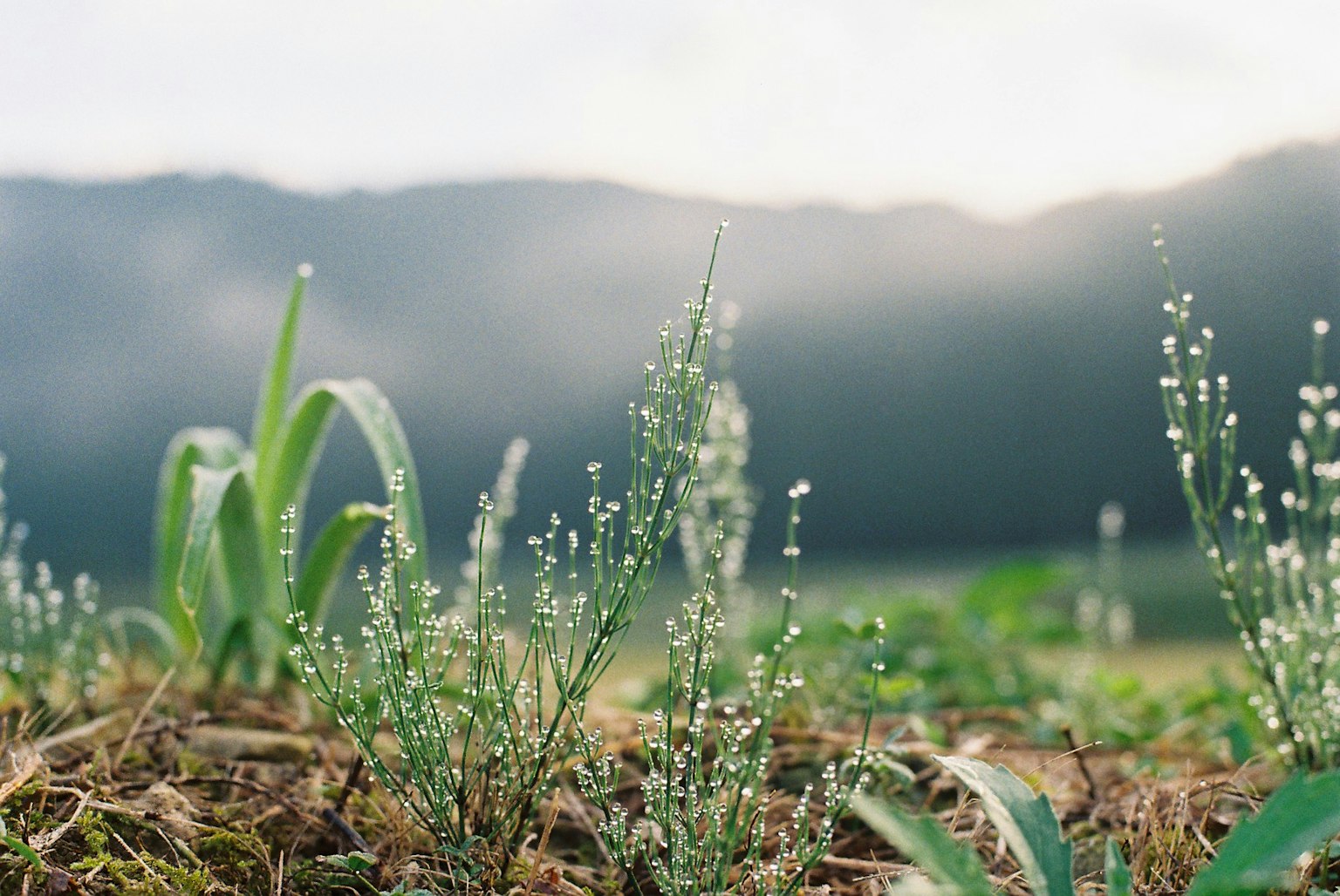 Close-up tanaman kecil dekat ladang dengan latar belakang pegunungan berkabut