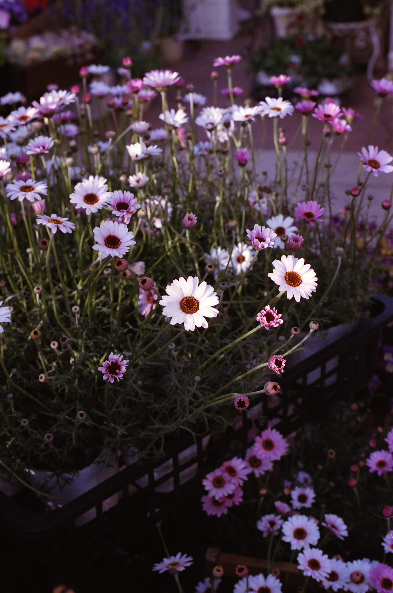 Eine lebendige Darstellung von weißen und rosa Blumen in einem Garten