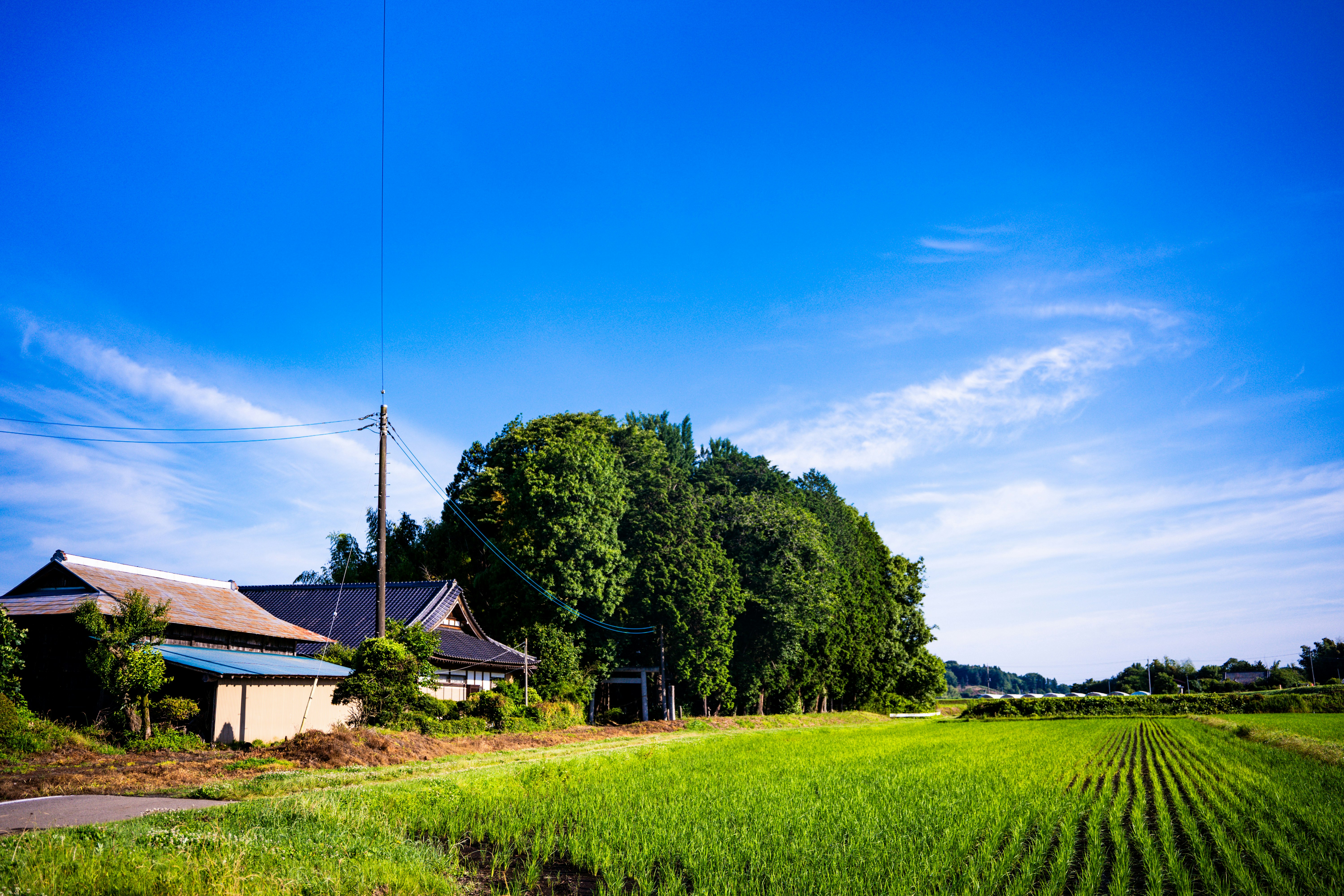maisons de ferme près des champs verts sous un ciel bleu