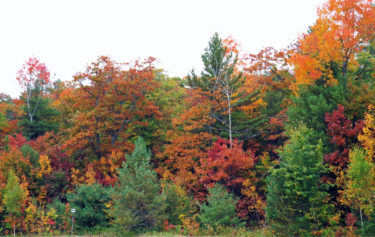 Wald mit lebhaftem Herbstlaub