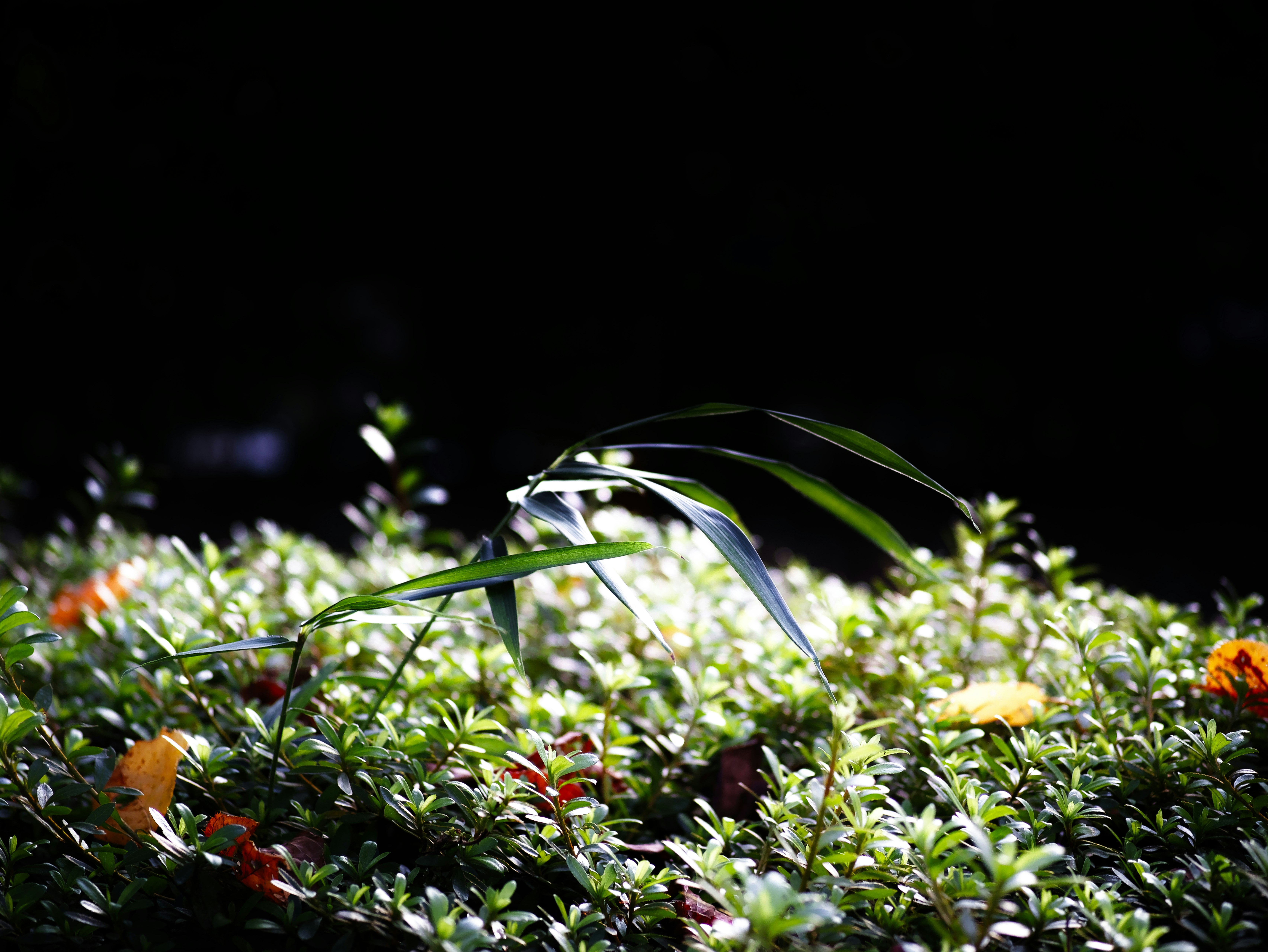 夜の草花に差し込む光と葉のクローズアップ