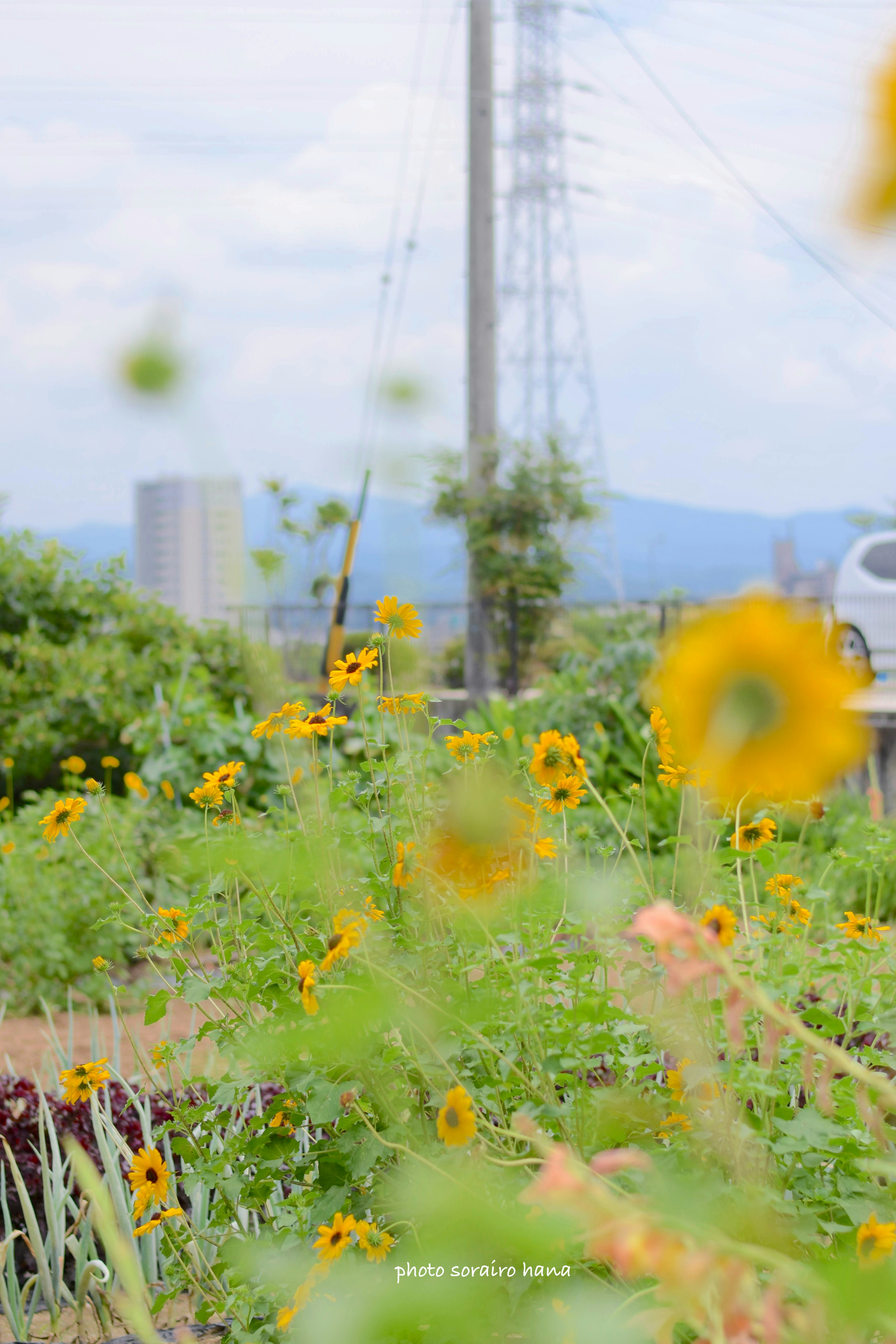 初夏のご近所の畑で咲く小ぶりの向日葵と花畑の風景